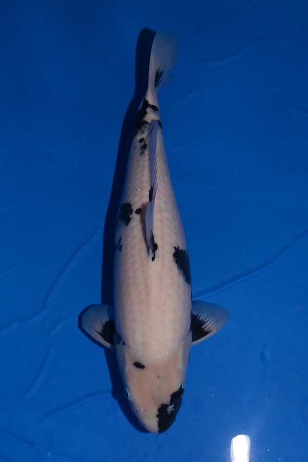 大日OB会 WDC2015面迫養鯉場エントリー鯉一覧 大日OB会 WDC2015面迫養鯉場エントリー鯉一覧